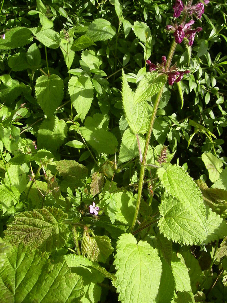 Image of hedge nettle