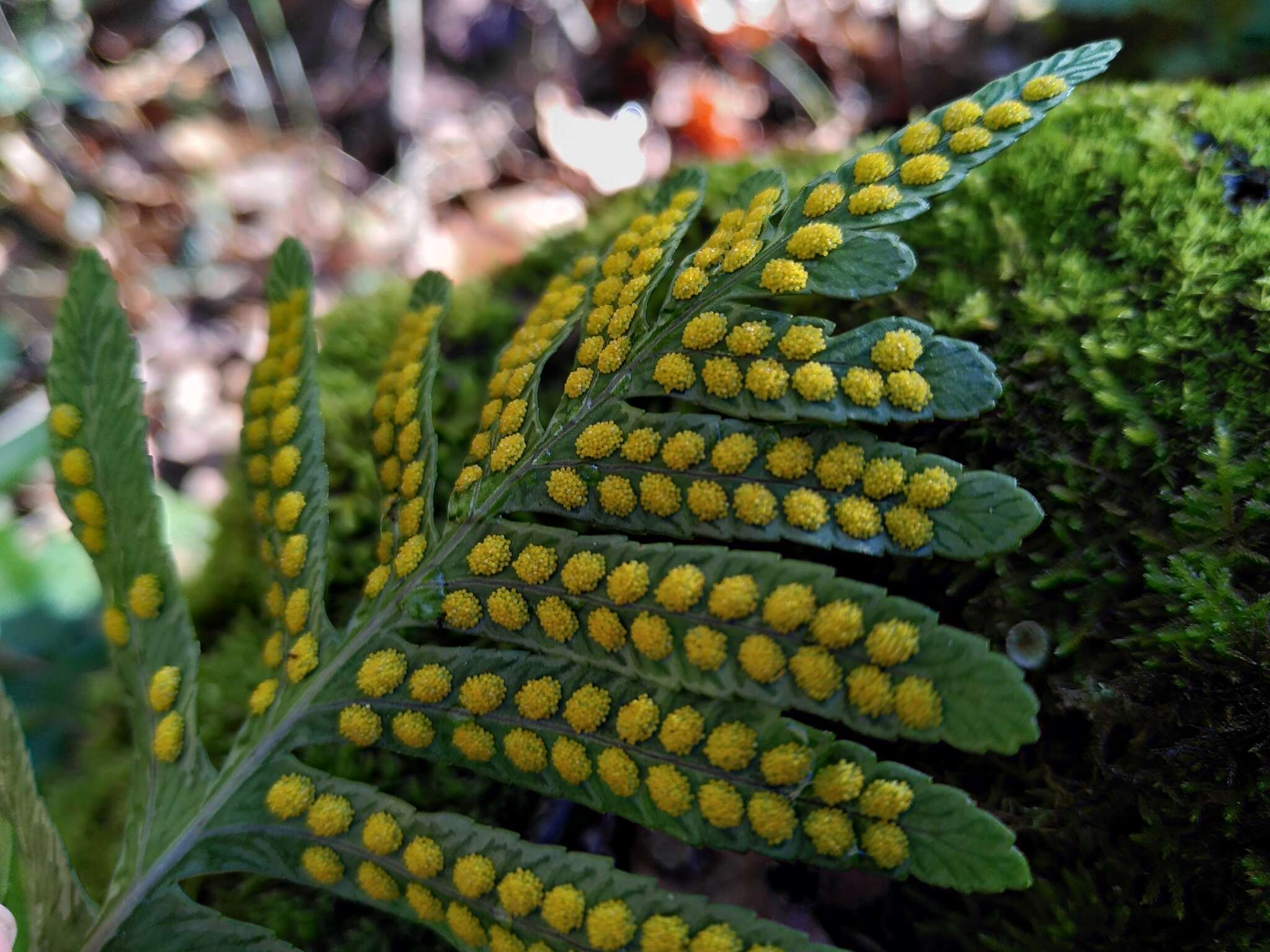 Слика од Polypodium cambricum L.