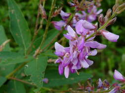 Imagem de Desmodium canadense (L.) DC.