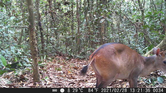 Image of white-bellied duiker