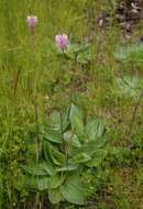 Image of Hoary Plantain