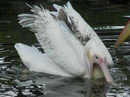 Image of Great White Pelican