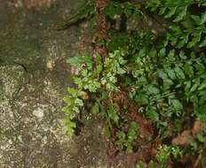 Image of Soft Shield Fern