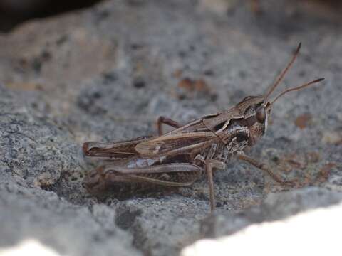 Aeropedellus clavatus (Thomas & C. 1873)的圖片