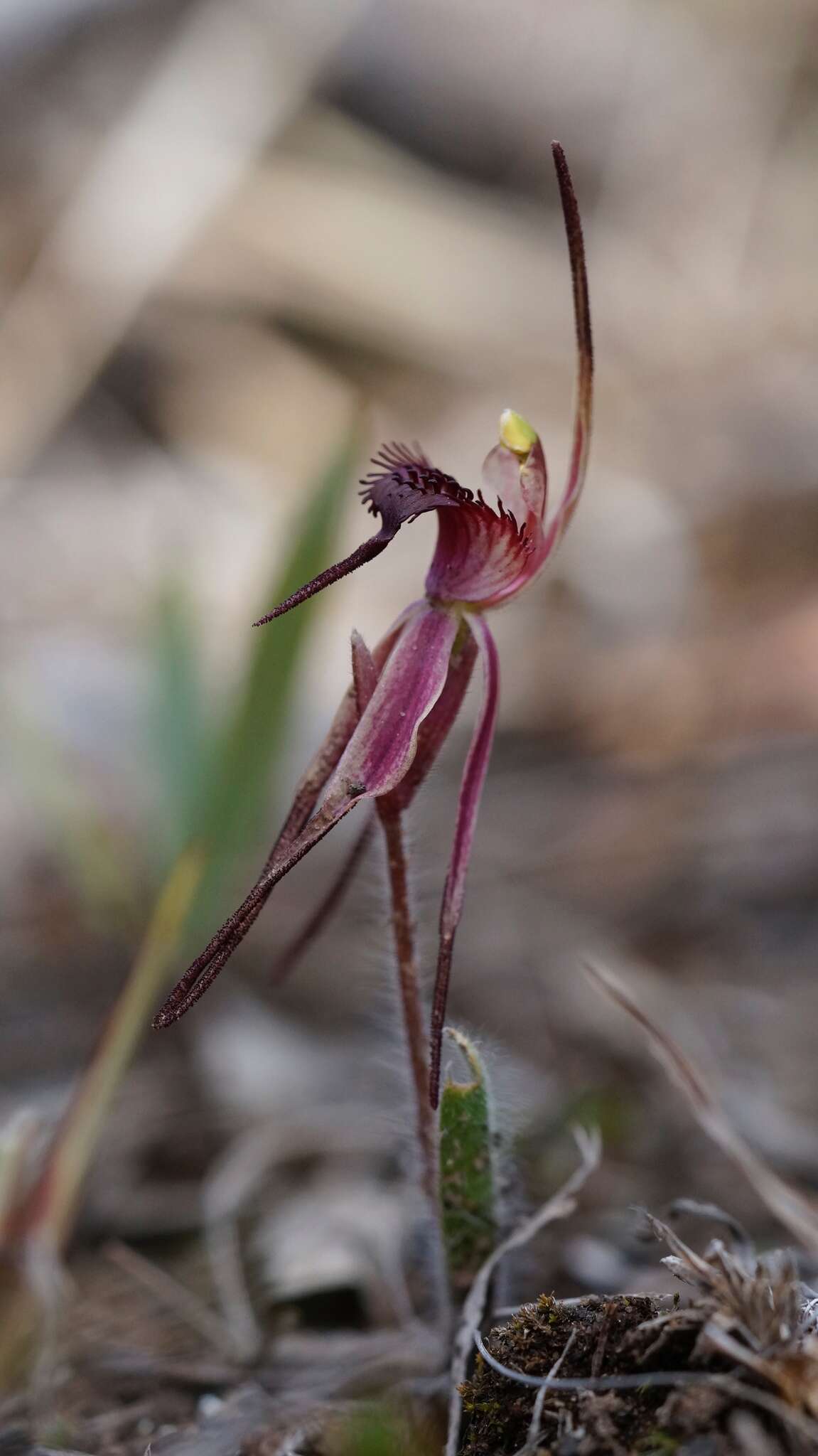 Caladenia caudata Nicholls resmi