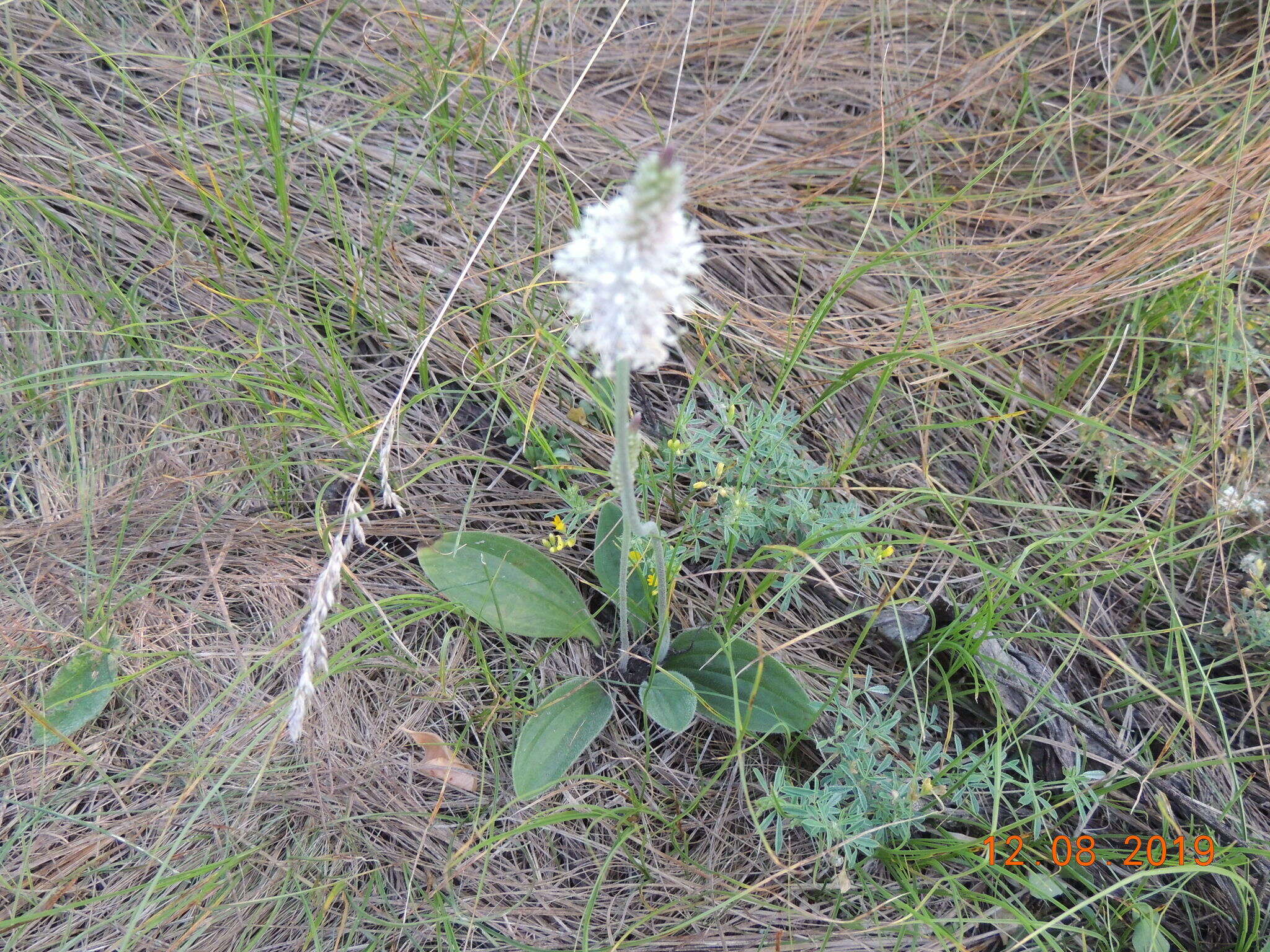 Image of Plantago australis subsp. australis