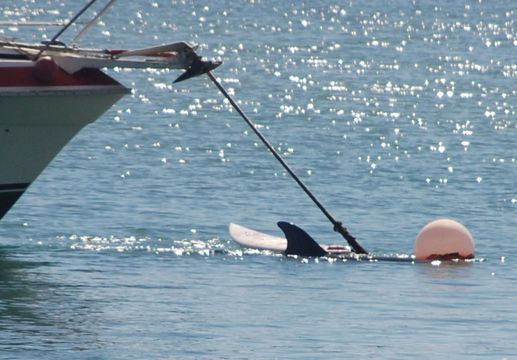 Image of Bottlenosed Dolphin
