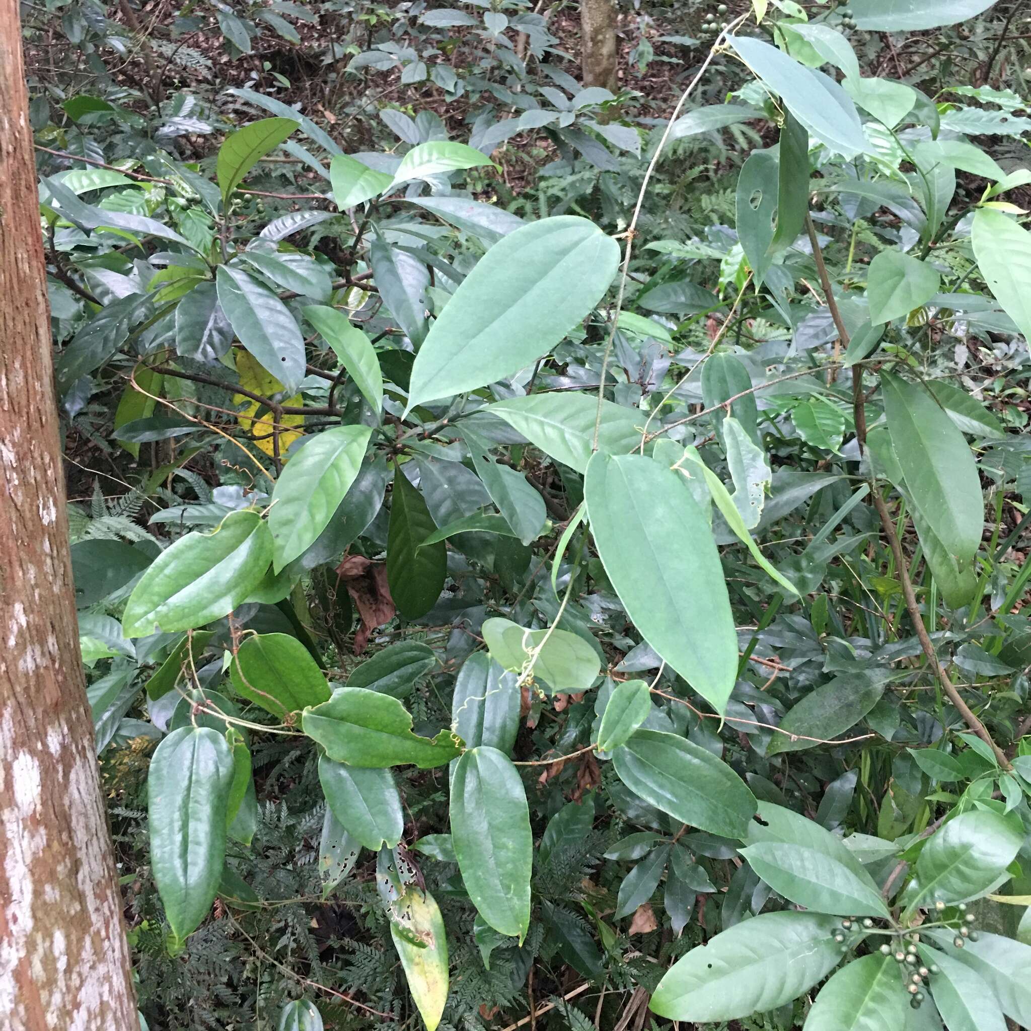 Image of Smilax glabra Roxb.