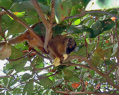 Image of brown lemur