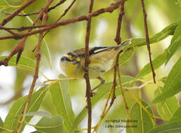 Image of Pardalotus striatus melanocephalus Gould 1838