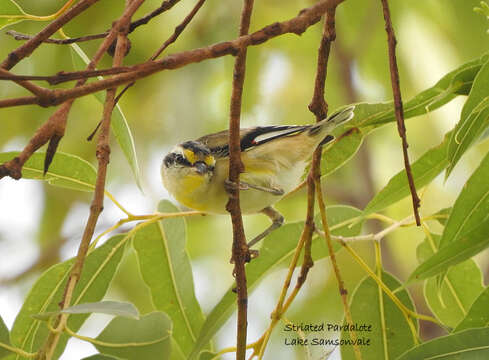 Image of Pardalotus striatus melanocephalus Gould 1838