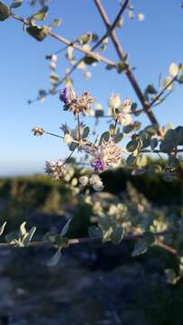 Image of Woolly Desert-Lavender