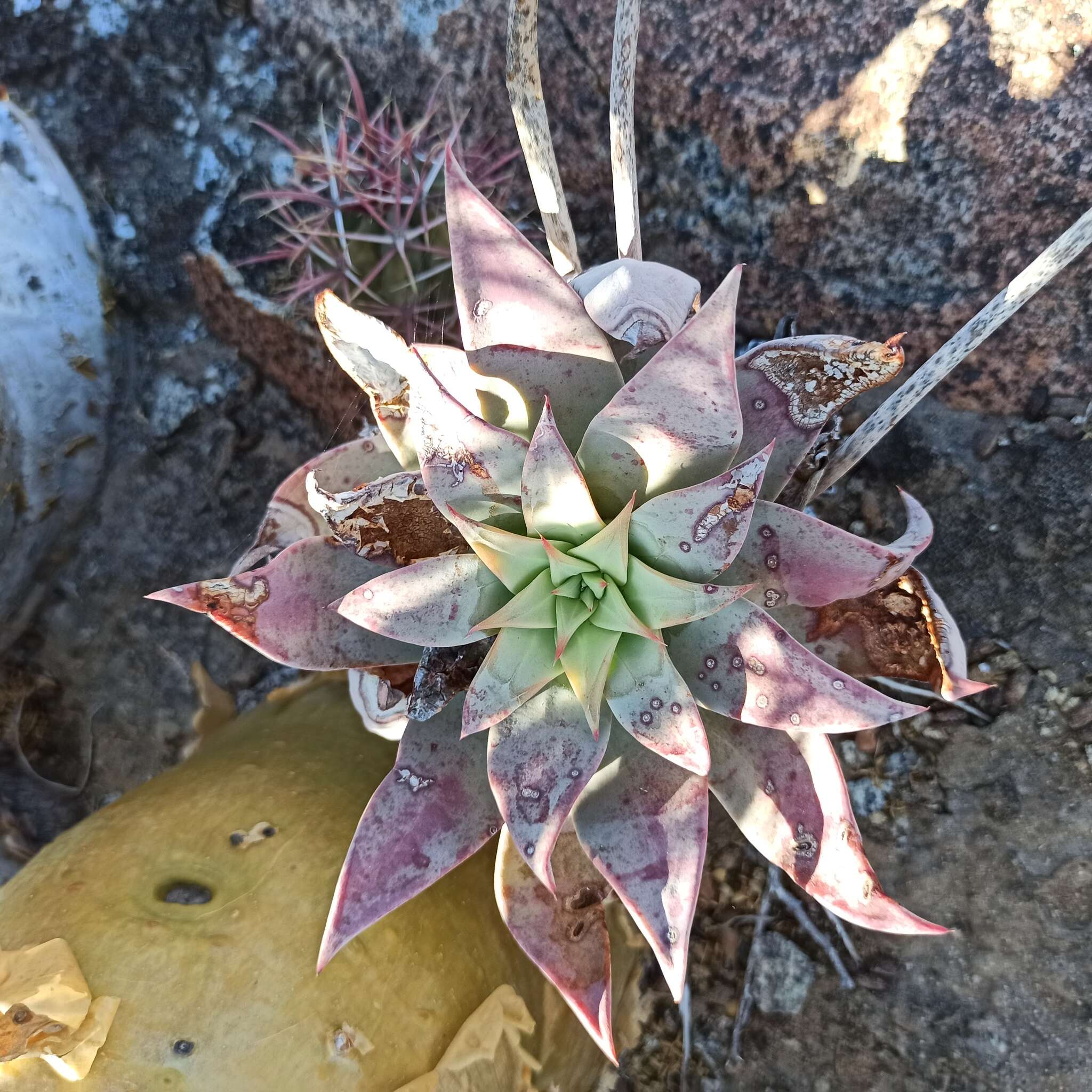 Imagem de Dudleya gatesii Johansen