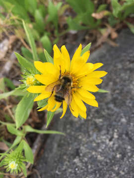 Image of Bombus vancouverensis vancouverensis Cresson 1879