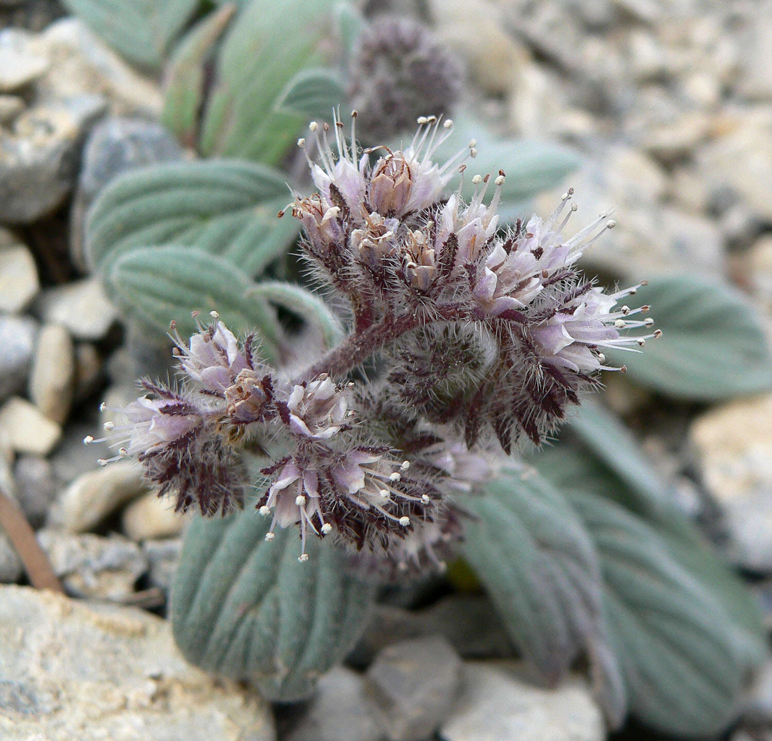 Image of silverleaf phacelia