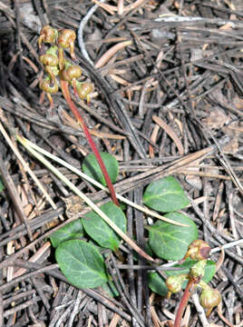 Image of greenflowered wintergreen