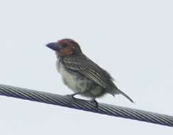 Image of Vieillot's Barbet