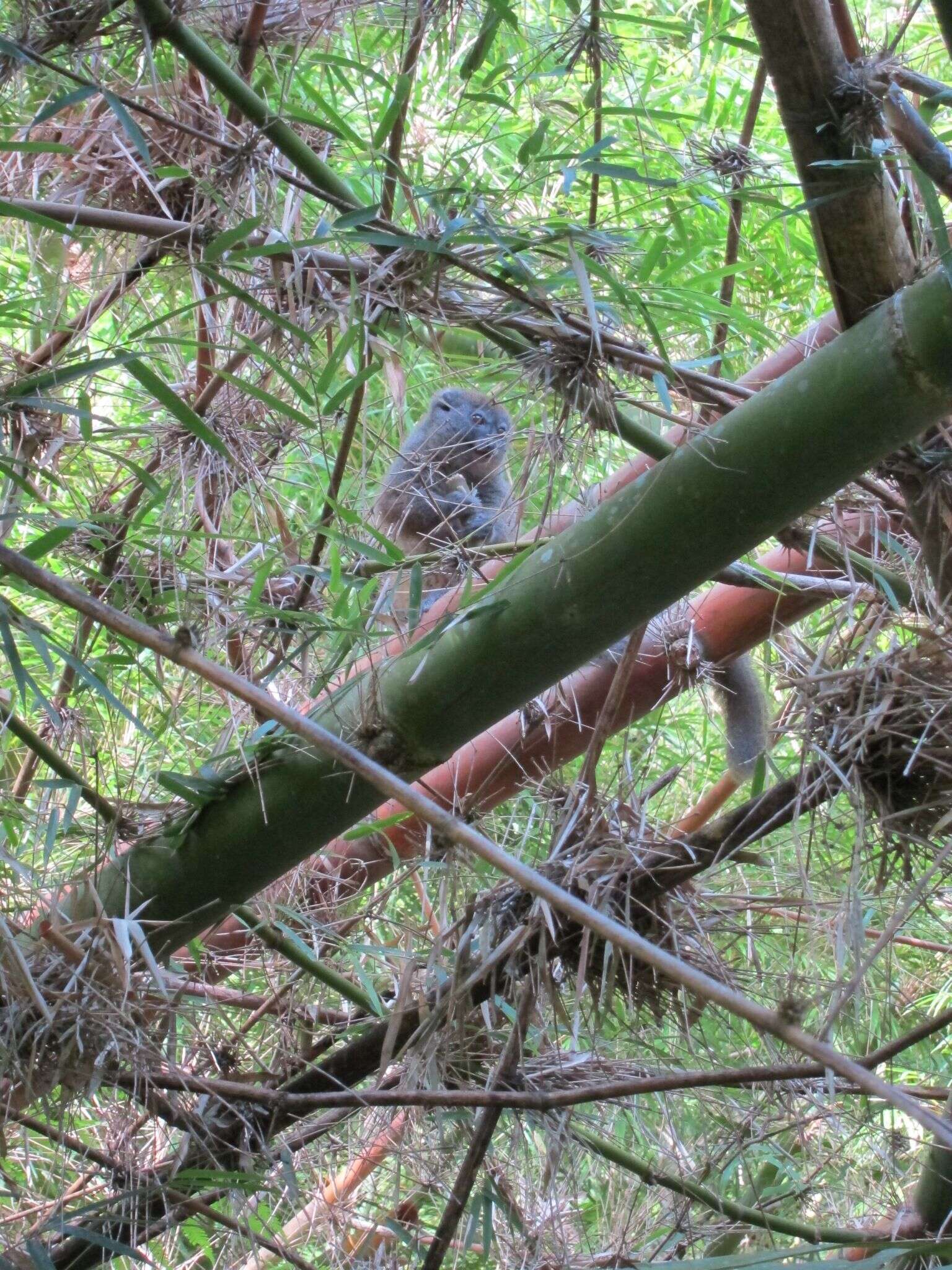 Image of Sambirano Bamboo Lemur