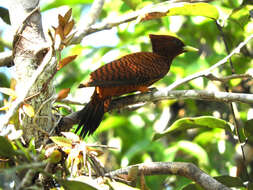 Image of Scale-breasted Woodpecker