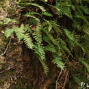 Image de Pleopeltis michauxiana (Weath.) Hickey & Sprunt