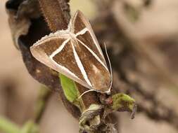 Imagem de Chalciope delta Boisduval 1833