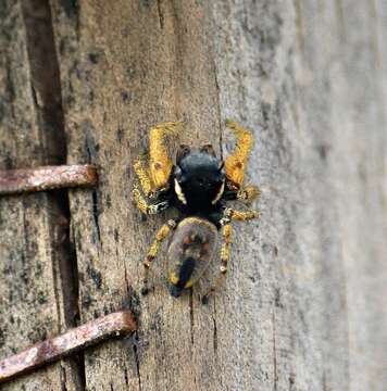 Image of Phidippus arizonensis (Peckham & Peckham 1883)