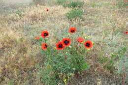 Image of Papaver arenarium M. Bieb.