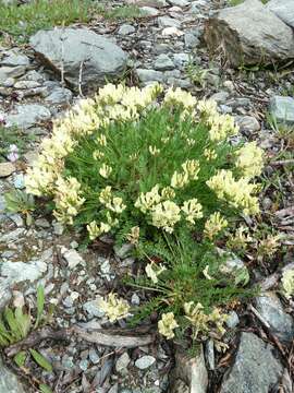 Image of Oxytropis fetida (Vill.) DC.