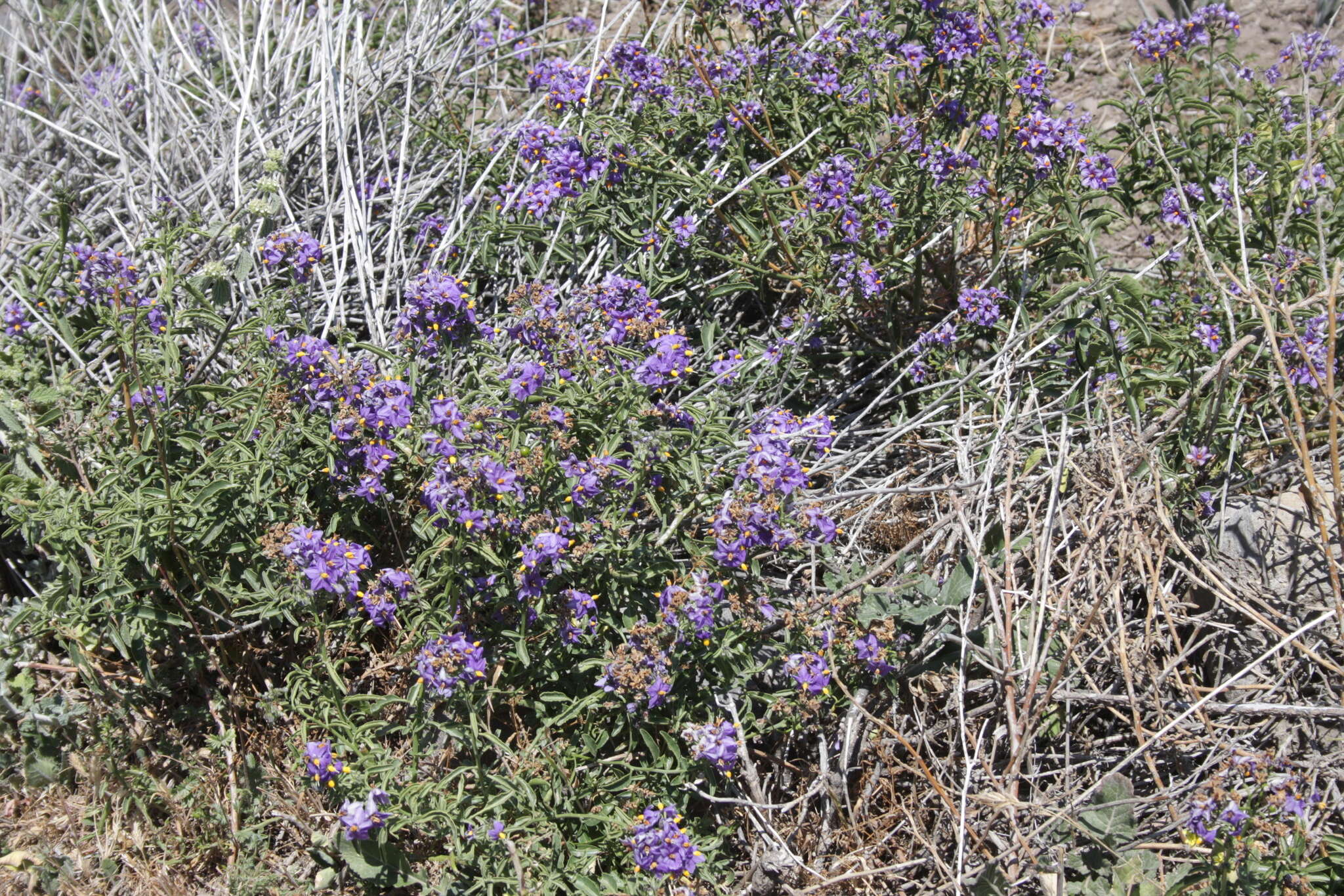 Image of Chilean Nightshade Chilean