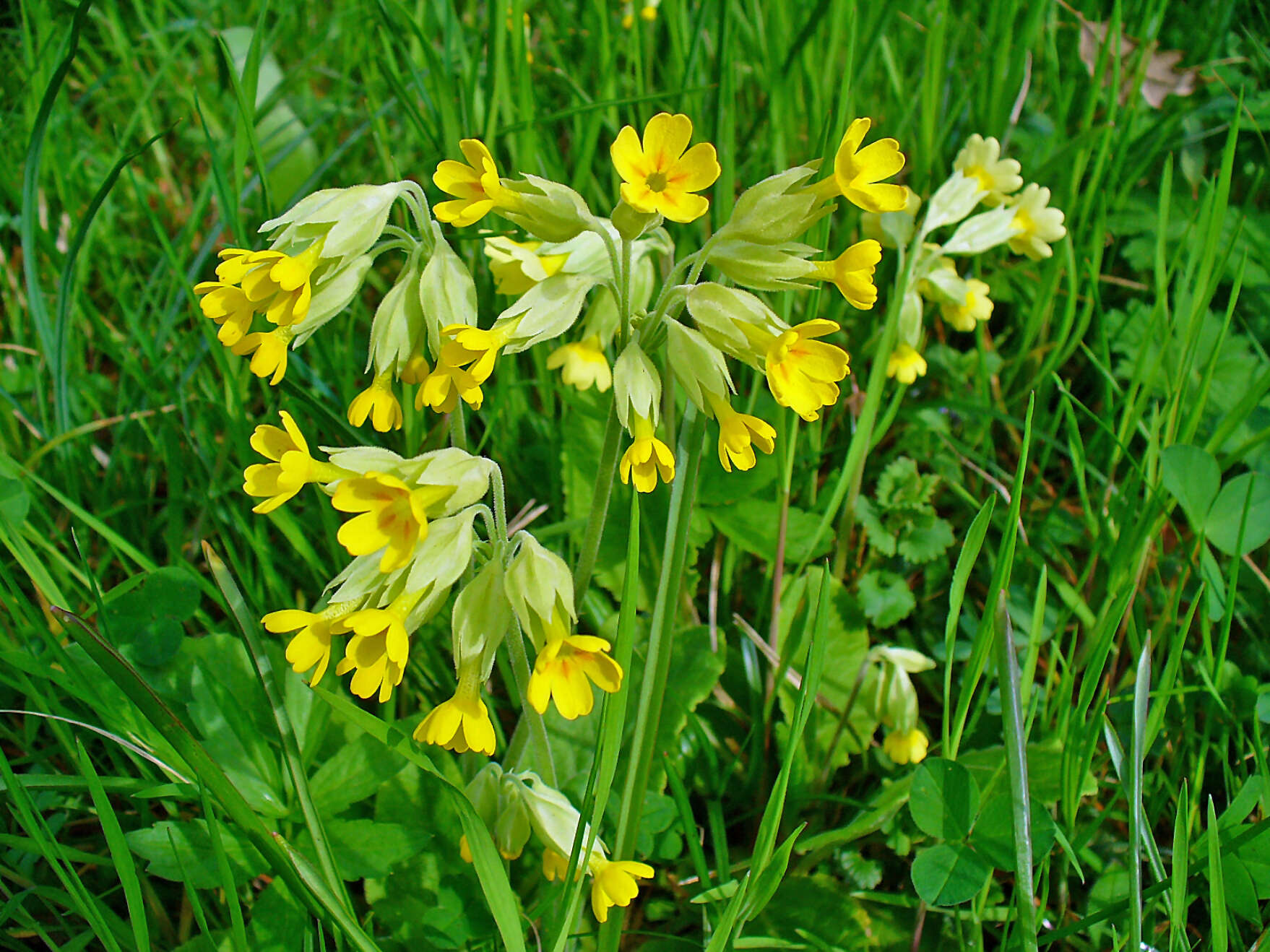 Image of Cowslip