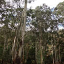 Image of Eucalyptus viminalis subsp. viminalis