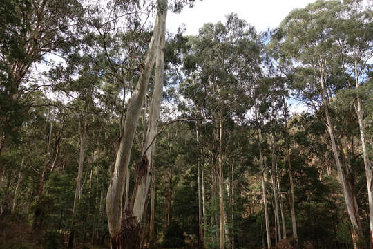 Image of Eucalyptus viminalis subsp. viminalis