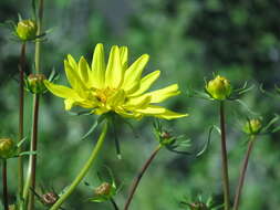 Image de Coreopsis maritima (Nutt.) Hook. fil.