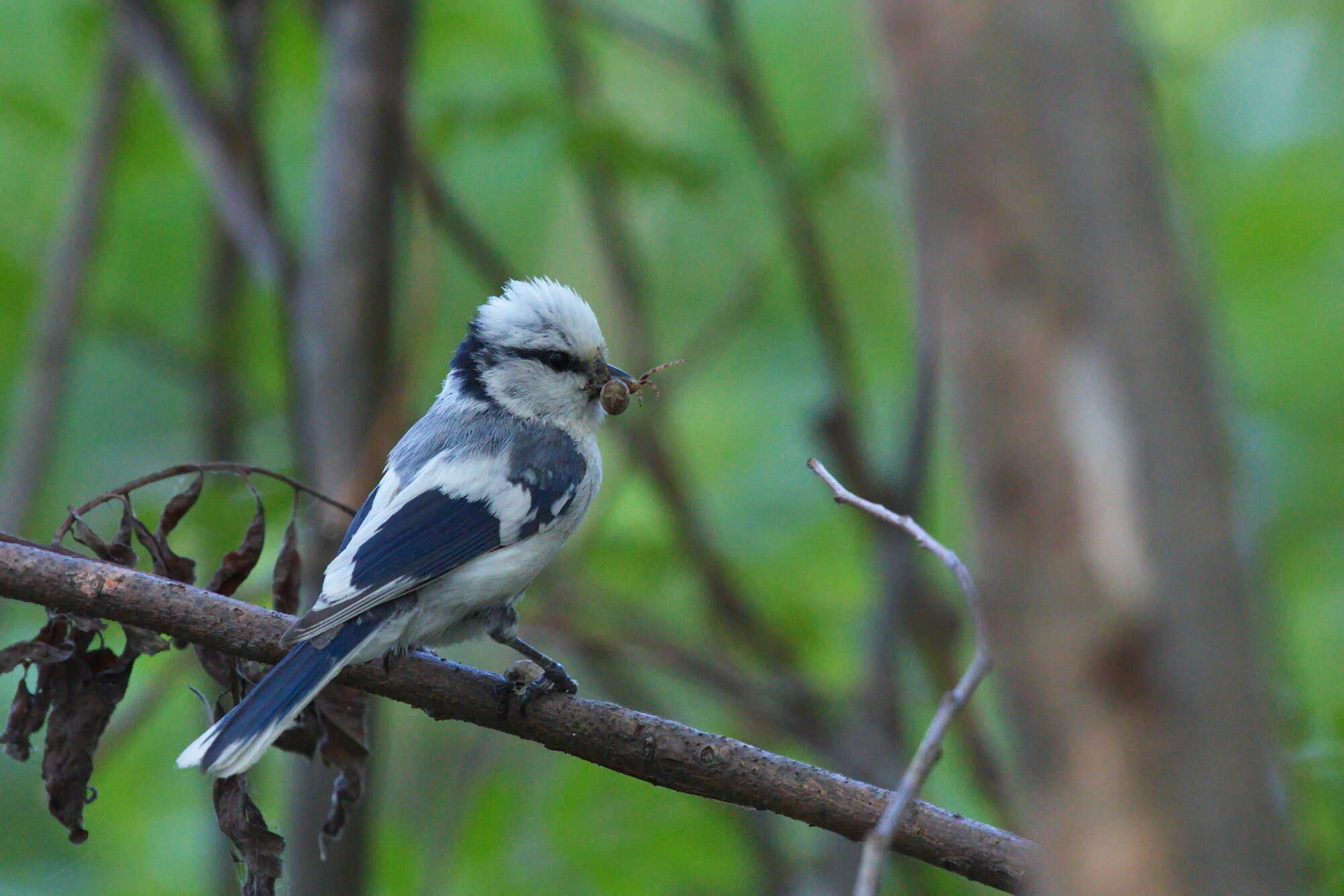 Image of Azure Tit