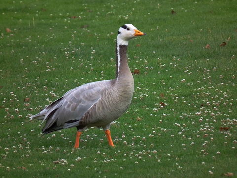 Image of Bar-headed goose