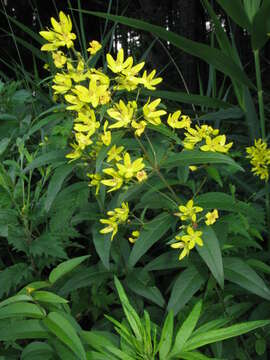 Image of yellow loosestrife