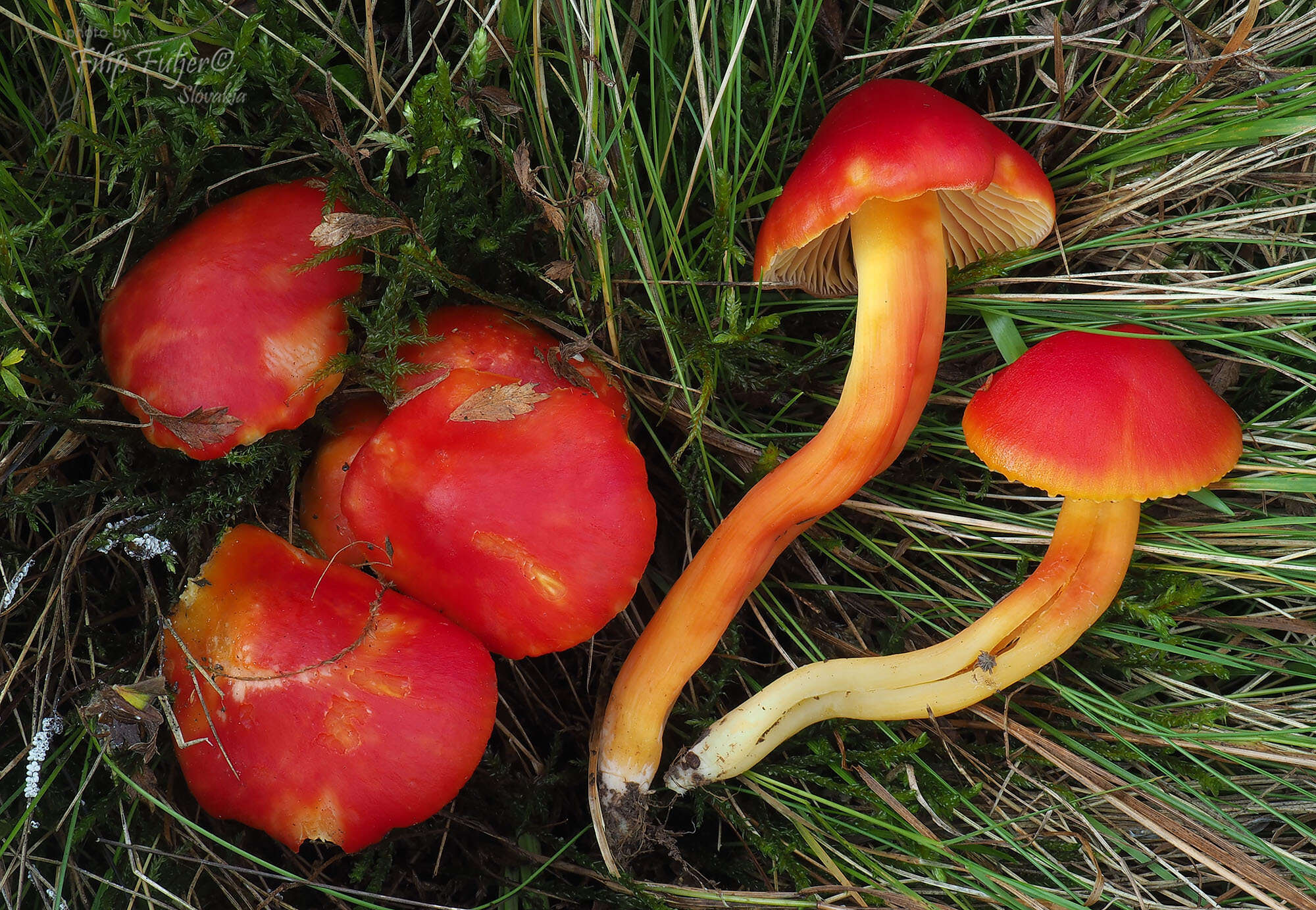 Sivun Hygrocybe splendidissima (P. D. Orton) M. M. Moser 1967 kuva