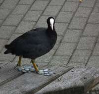 Image of Common Coot