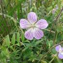 Image of Geranium wlassovianum Fisch. ex Link