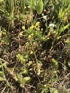 Image of bristly linanthus