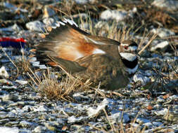 Image of Killdeer