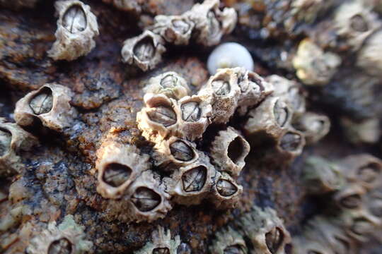 Image of Montagu's stellate barnacle