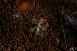 Image de Drosera echinoblastus N. Marchant & Lowrie