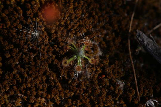 Image de Drosera echinoblastus N. Marchant & Lowrie