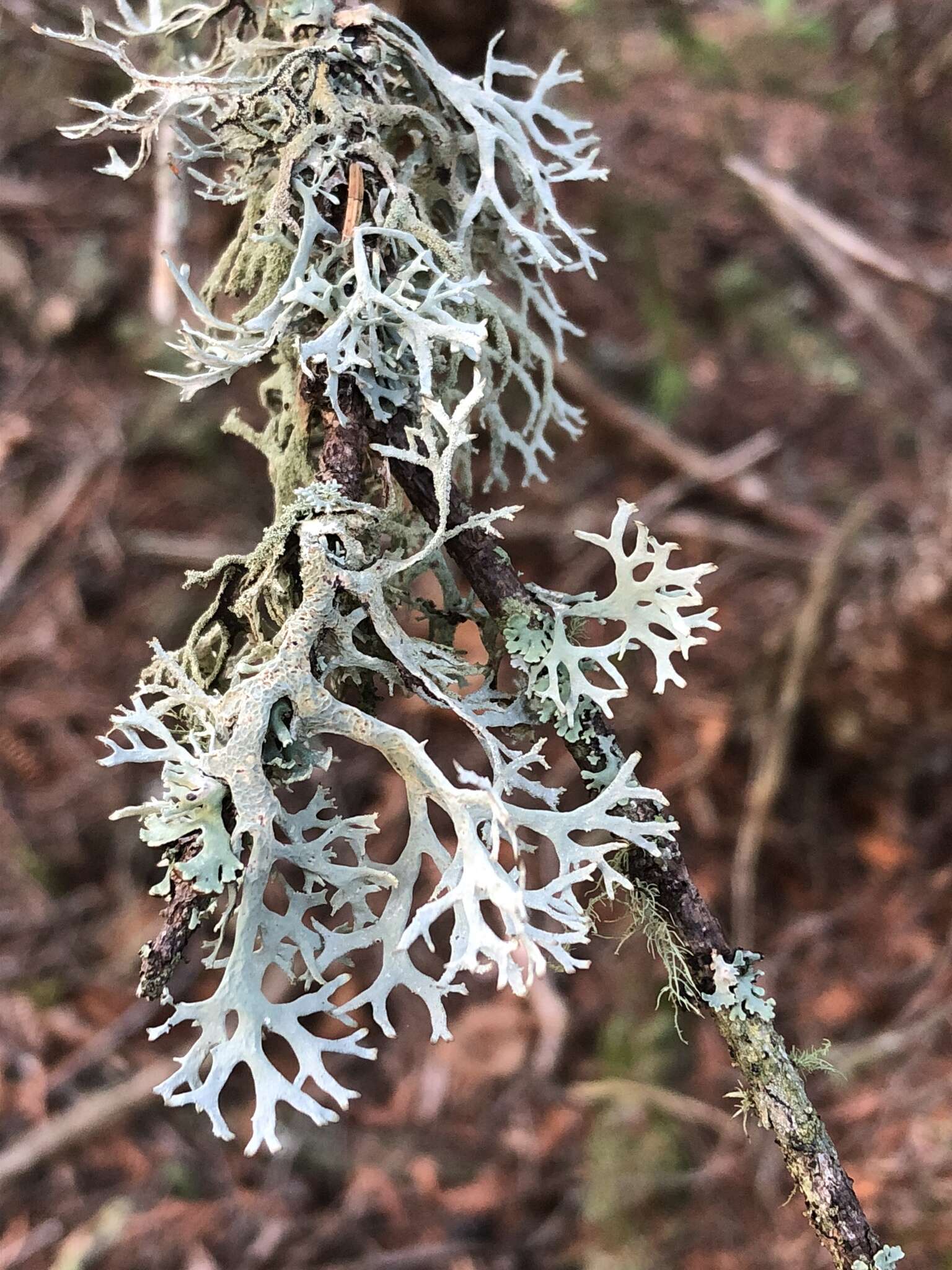 Image of light and dark lichen