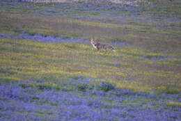 Image of Tibetan Fox