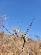 Plancia ëd Operculicarya gummifera (Sprague) Capuron