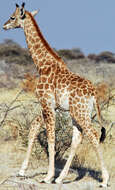 Image of Giraffe