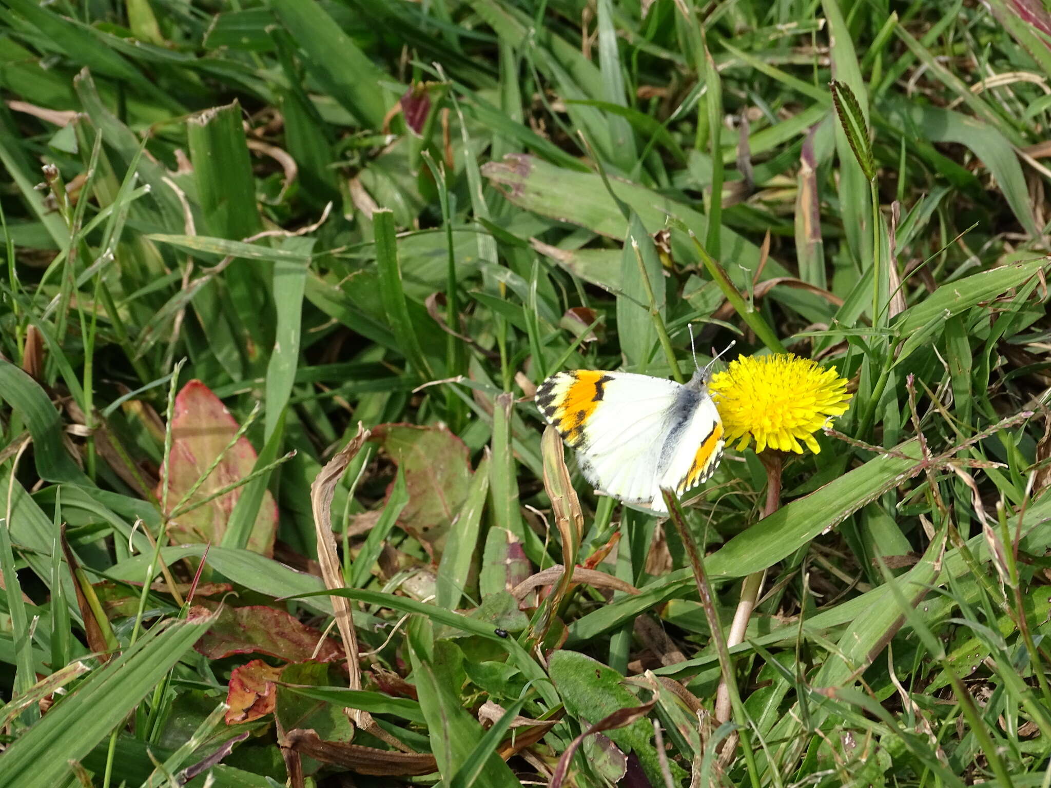 Image of Sara Orangetip