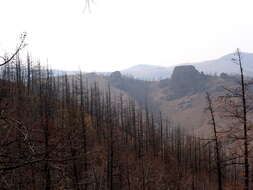 Image of Siberian Larch